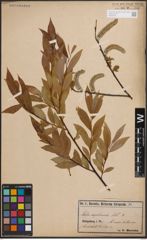 Foto von Salix daphnoides Vill.